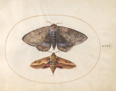  autorstwa Joris Hoefnagel