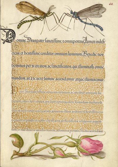 Mucha żurawia czubatego, owad i róża francuska autorstwa Joris Hoefnagel