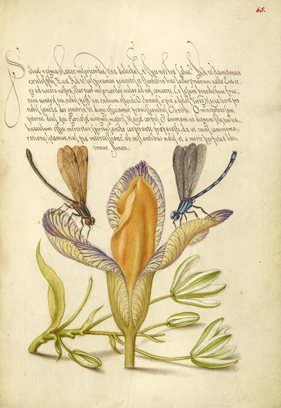 Damselflies, tęczówka hiszpańska i gwiazda betlejemska autorstwa Joris Hoefnagel