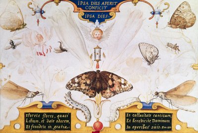 Dyptyk z kwiatami i owadami, 1591 (maruflaż i pergamin na panelu) autorstwa Joris Hoefnagel