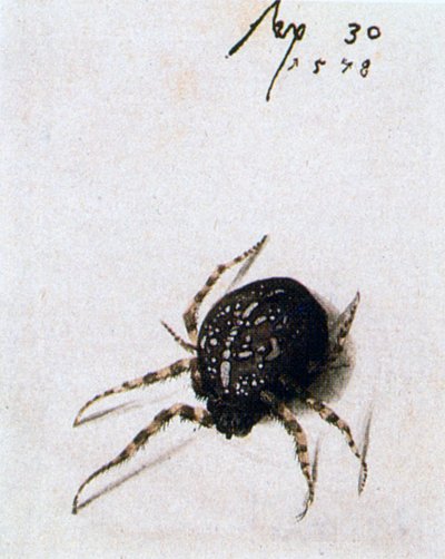Samica Pająka, 1578 autorstwa Joris Hoefnagel