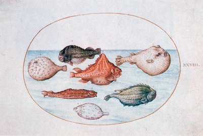Ryba, XVI wiek autorstwa Joris Hoefnagel