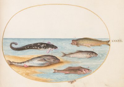 Ryba, ok.1575-80 autorstwa Joris Hoefnagel
