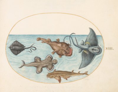 Ryba, ok.1575-80 autorstwa Joris Hoefnagel