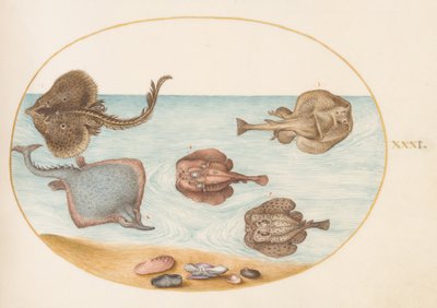 Ryba, ok.1575-80 autorstwa Joris Hoefnagel