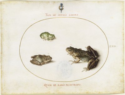  autorstwa Joris Hoefnagel