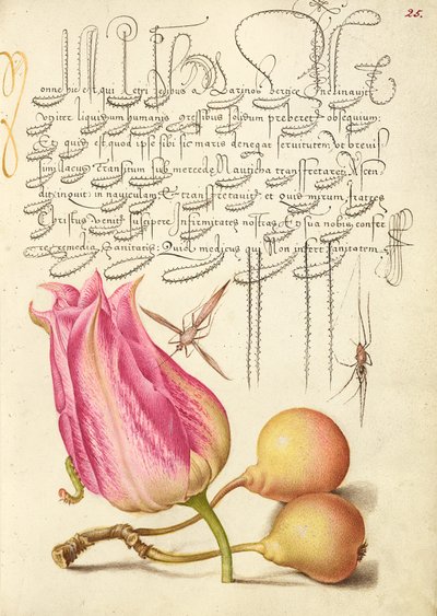 Wyimaginowany owad, tulipan, pająk i zwykła gruszka autorstwa Joris Hoefnagel