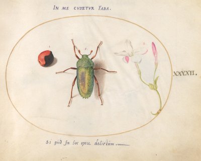 Owad, ok.1575-80 autorstwa Joris Hoefnagel