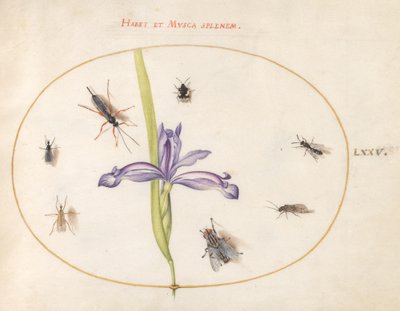 Owady, ok. 1575-80 autorstwa Joris Hoefnagel