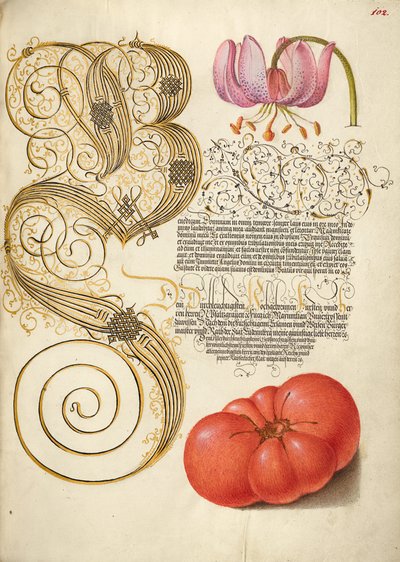 Martagon Lily and Tomato autorstwa Joris Hoefnagel