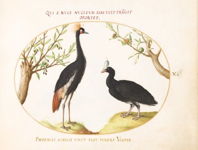 Płyta 10: Koronnik szary i Curassow w hełmie autorstwa Joris Hoefnagel