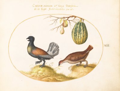  autorstwa Joris Hoefnagel