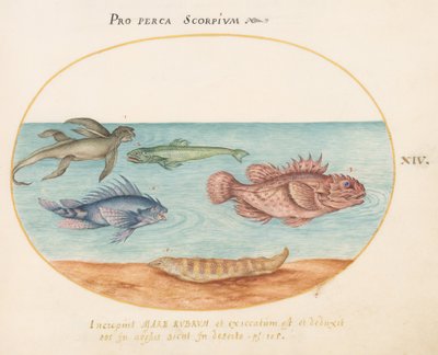 Platte 14: Ein "Meeraffe", zwei Skorpionfische und zwei andere Fische autorstwa Joris Hoefnagel