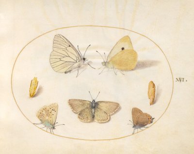Płyta 16: Białe czarne żyłki, zachmurzone żółte, czarne pasemka (?) i geranium argus (?) Motyle z dwoma chryzalidami autorstwa Joris Hoefnagel