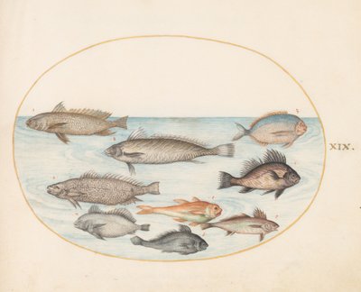 Płyta 19: Damselfish i inne ryby, w tym dwie „Cracinis” autorstwa Joris Hoefnagel