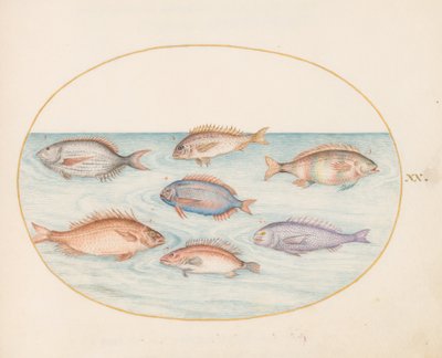 Ilustracja 20: Dorada, zębatek, sargo i inne ryby autorstwa Joris Hoefnagel