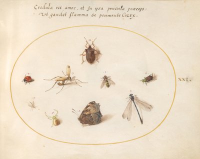 Płyta 21: Motyl z ważką, biedronką i pięcioma innymi owadami autorstwa Joris Hoefnagel