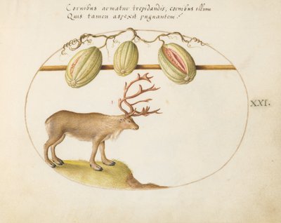 Talerz 21: Renifer z melonami autorstwa Joris Hoefnagel