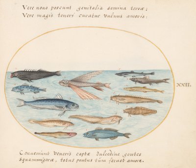 Talerz 22: Cefal, Latająca Ryba, Węgorze i Inne Ryby autorstwa Joris Hoefnagel