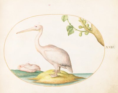  autorstwa Joris Hoefnagel