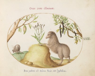 Ilustracja 23: Owca gruboogoniasta, owca z długim ogonem, „Cassia purgatrix” i inne rośliny autorstwa Joris Hoefnagel