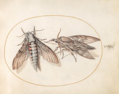 Tablica 26: Dwa zawisaki autorstwa Joris Hoefnagel