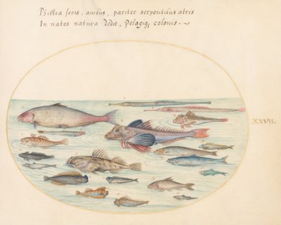 Płyta 27: Blennies, Scorpion Fish i inne ryby autorstwa Joris Hoefnagel