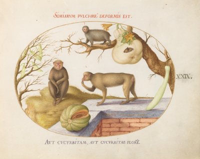 Płyta 29: Dwie małpy, „Arctopithecus” (lenistwo?) i owoc autorstwa Joris Hoefnagel