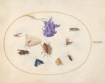 Płyta 33: Ćma i motyl z innymi owadami i kwiatem orlik autorstwa Joris Hoefnagel