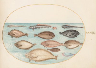  autorstwa Joris Hoefnagel