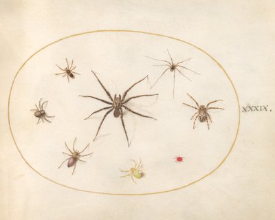 Płyta 39: Osiem pająków autorstwa Joris Hoefnagel