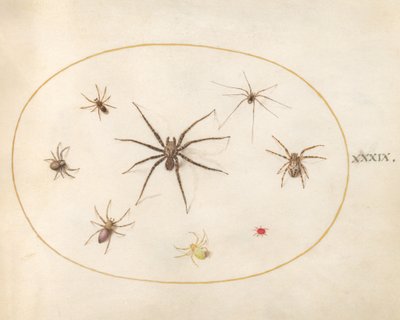  autorstwa Joris Hoefnagel