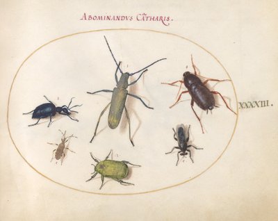 Ilustracja 43: Złoto kwitnący szary długoróg (?), chrząszcz wrotycz pospolity (?), karaluch, chrząszcz liściasty i inne owady autorstwa Joris Hoefnagel