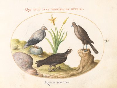 Ilustracja 4: Sęp egipski, jastrząb gołębiarz (?) i „Aquila Heteropode” (orzeł krótkopalczasty?) autorstwa Joris Hoefnagel