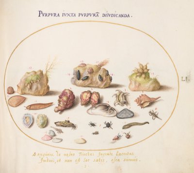 Ilustracja 51: Mięczaki z Murex, muszle, kraby pustelniki, ślimak, owady i inne stworzenia morskie autorstwa Joris Hoefnagel