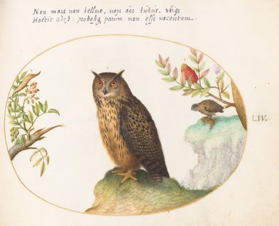 Ilustracja 54: Sowa, a w oddali druga sowa zjadająca królika autorstwa Joris Hoefnagel
