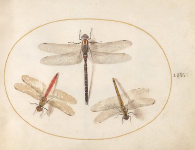  autorstwa Joris Hoefnagel