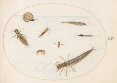 Ilustracja 55: Owady wodne i bezkręgowce, w tym ślimak autorstwa Joris Hoefnagel