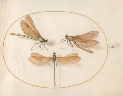  autorstwa Joris Hoefnagel