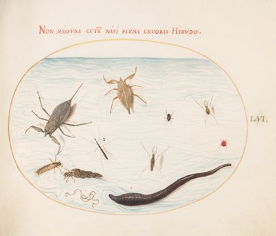 Płyta 56: Wodny skorpion, Wodomierz, Łyżwiarz stawowy, Roztocz wodny, Pijawka (?) i inne wodne owady autorstwa Joris Hoefnagel