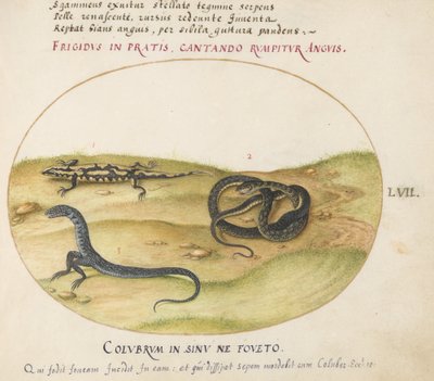 Płyta 57: Wąż, salamandra plamista i istota podobna do węża z dwiema nogami autorstwa Joris Hoefnagel