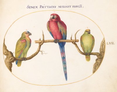 Płyta 57: Szkarłatna ara z dwiema mniejszymi zielonymi papugami autorstwa Joris Hoefnagel