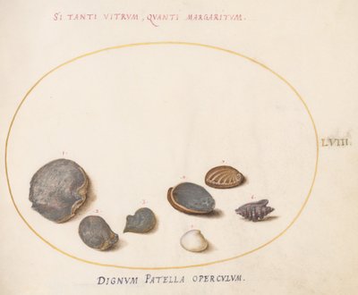 Płyta 58: Pociski, w tym Abalone(?) autorstwa Joris Hoefnagel