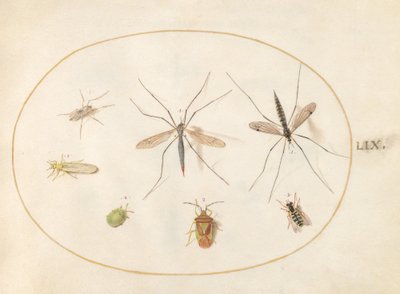 Płyta 59: Siedem owadów, w tym głóg tarczowy, muchy żurawie i bzygowate autorstwa Joris Hoefnagel
