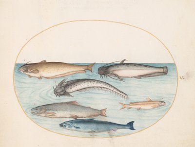  autorstwa Joris Hoefnagel