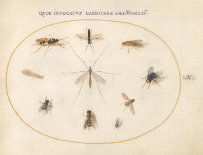 Płyta 60: Muchy i inne owady, ok. 1575/80 (akwarela, gwasz i złoto na welinie) autorstwa Joris Hoefnagel