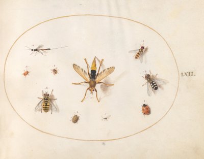  autorstwa Joris Hoefnagel
