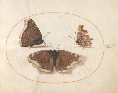 Ilustracja 6: Dwa widoki żałoby (Camberwell Beauty) Motyl z motylem przecinkowym autorstwa Joris Hoefnagel
