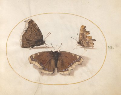  autorstwa Joris Hoefnagel