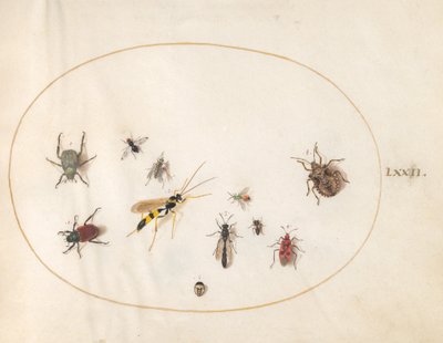 Płyta 72: Pluskwiak Tarczowy, Robak Cynamonowy, Osa i Inne Owady autorstwa Joris Hoefnagel